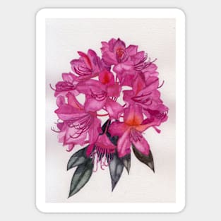 Pink rhododendron watercolour painting Sticker